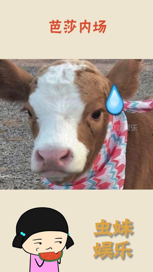 娱乐吃瓜酱的背景